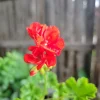 Organic Red Geranium Live Plant - 2 Inch Pot - Flowering Pelargonium - Image 1