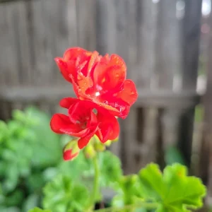 Organic Red Geranium Live Plant - 2 Inch Pot - Flowering Pelargonium - Image 1