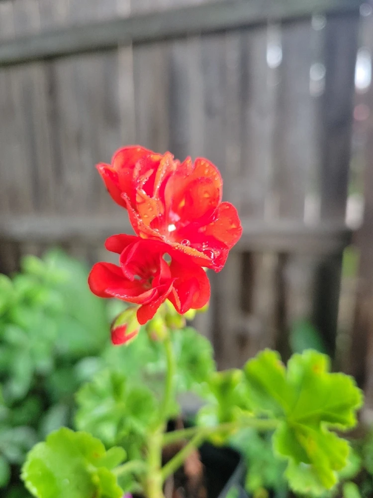 Organic Red Geranium Live Plant - 2 Inch Pot - Flowering Pelargonium - Image 1