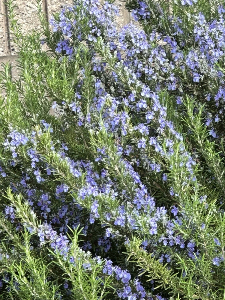 Organic Rosemary Herb Plant Cuttings - 7 Live Fresh Unrooted 6" Edible - Image 1