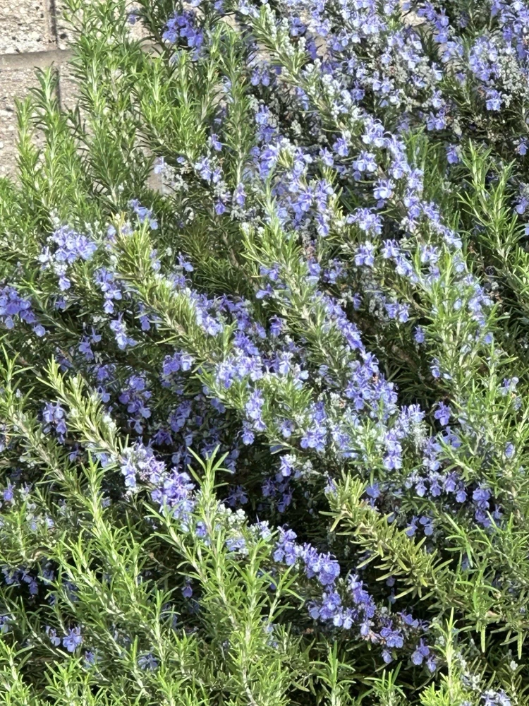 Organic Rosemary Herb Plant Cuttings - 7 Live Fresh Unrooted 6" Edible - Image 2