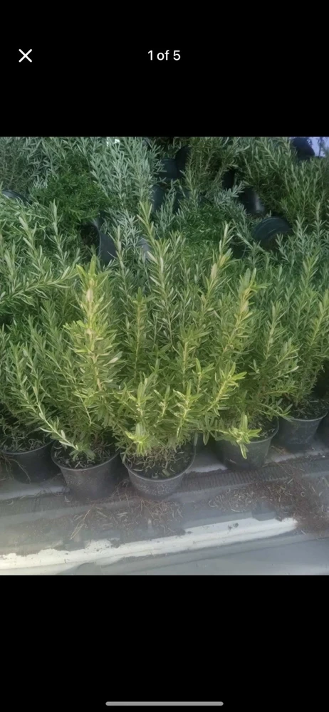 Organic Rosemary Herb Plant LIVE - 12 Cuttings, 8 Inch Each, USA Grown - Image 2