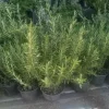 Organic Rosemary Herb Plant LIVE - 12 Cuttings, 8 Inch Each, USA Grown - Image 1