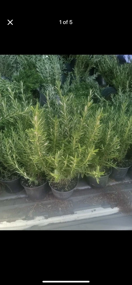 Organic Rosemary Herb Plant LIVE - 12 Cuttings, 8 Inch Each, USA Grown - Image 1