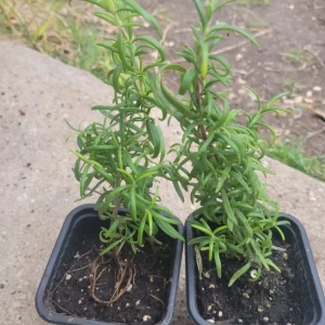 Organic Rosemary Live Plant – 3 Inch Pot – Culinary Herb for Indoor/Outdoor - Image 2