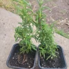 Organic Rosemary Live Plant – 3 Inch Pot – Culinary Herb for Indoor/Outdoor - Image 1