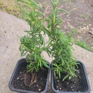 Organic Rosemary Live Plant – 3 Inch Pot – Culinary Herb for Indoor/Outdoor - Image 1