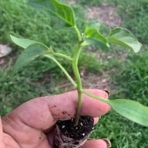Organic Serrano Hot Chili Pepper Plug Plant - Live Plant for Salsa & Pico de Gallo - Outdoor - Green - Image 2