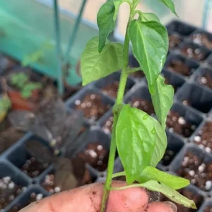 Organic Serrano Hot Chili Pepper Plug Plant - Live Plant for Salsa & Pico de Gallo - Outdoor - Green - Image 3