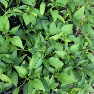 Organic Serrano Hot Chili Pepper Plug Plant - Live Plant for Salsa & Pico de Gallo - Outdoor - Green - Image 4