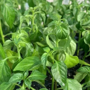 Organic Serrano Hot Chili Pepper Plug Plant - Live Plant for Salsa & Pico de Gallo - Outdoor - Green - Image 5