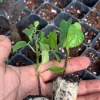 Organic Serrano Hot Chili Pepper Plug Plant - Live Plant for Salsa & Pico de Gallo - Outdoor - Green - Image 1