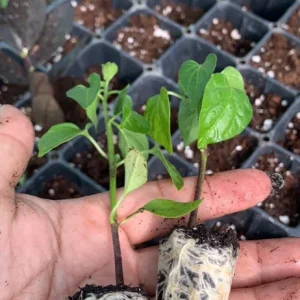 Organic Serrano Hot Chili Pepper Plug Plant - Live Plant for Salsa & Pico de Gallo - Outdoor - Green - Image 1