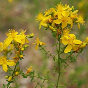 Organic St. John's Wort 'Topaz' Live Starter Plant - 2.5