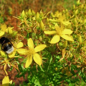 Organic St. John's Wort 'Topaz' Live Starter Plant - 2.5