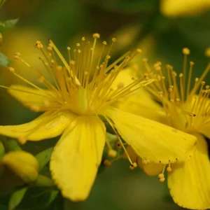 Organic St. John's Wort 'Topaz' Live Starter Plant - 2.5