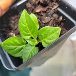 Organic Tabasco Pepper Live Plant - Healthy & Flavorful - Image 2