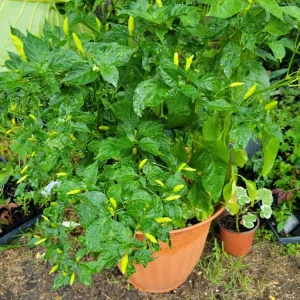 Organic Tabasco Pepper Live Plant - Healthy & Flavorful - Image 3