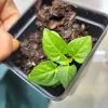 Organic Tabasco Pepper Live Plant - Healthy & Flavorful - Image 1