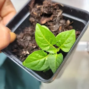 Organic Tabasco Pepper Live Plant - Healthy & Flavorful - Image 1
