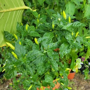 Organic Tabasco Pepper Live Plant - Healthy & Flavorful - Image 4