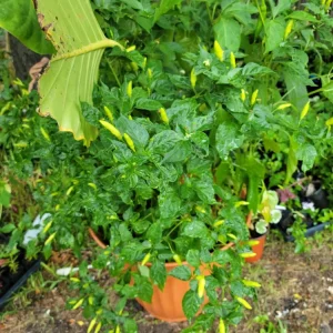 Organic Tabasco Pepper Live Plant - Healthy & Flavorful - Image 5
