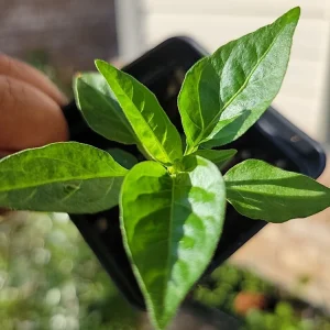 Organic Tabasco Pepper Live Plant - Well Rooted, Healthy - Image 2