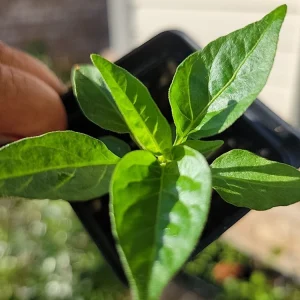 Organic Tabasco Pepper Live Plant - Well Rooted, Healthy - Image 3