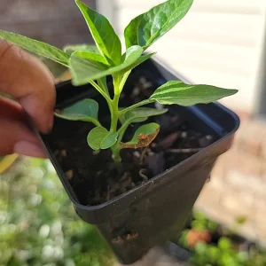 Organic Tabasco Pepper Live Plant - Well Rooted, Healthy - Image 4