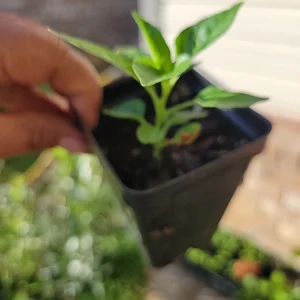 Organic Tabasco Pepper Live Plant - Well Rooted, Healthy - Image 5