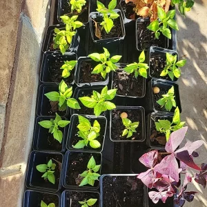 Organic Tabasco Pepper Live Plant - Well Rooted, Healthy - Image 6