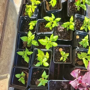 Organic Tabasco Pepper Live Plant - Well Rooted, Healthy - Image 7