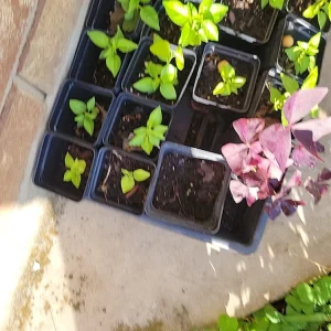 Organic Tabasco Pepper Live Plant - Well Rooted, Healthy - Image 8