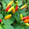Organic Tabasco Pepper Live Plant - Well Rooted, Healthy - Image 1