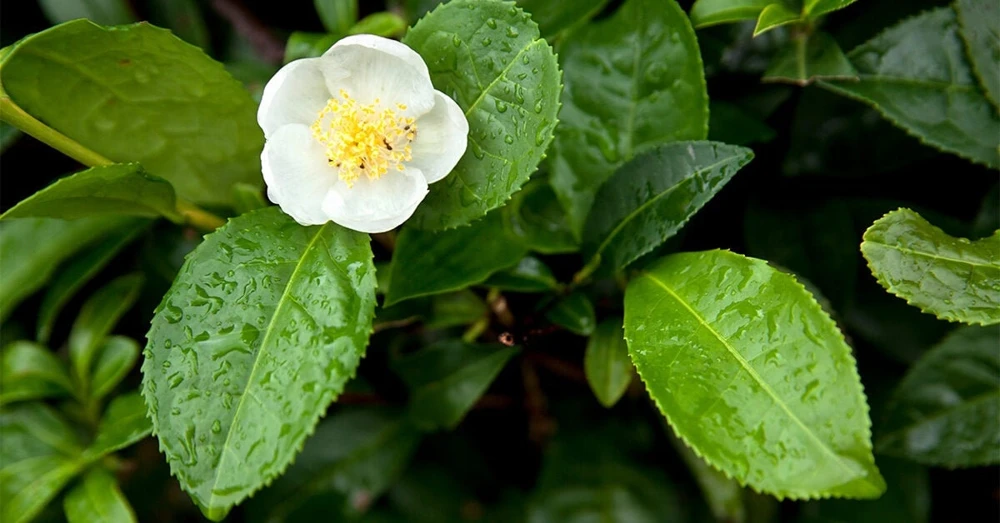 Organic Tea Plant Live Starter - Camellia sinensis Large Leaf 6-10” Tall - Image 3