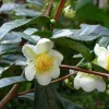 Organic Tea Plant Live Starter - Camellia sinensis Large Leaf 6-10” Tall - Image 1