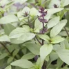 Organic Thai Basil 'Siam Queen' Live Starter Plant - Herb - 6-8 inch, 2.5x3.5 inch Pot - Image 1