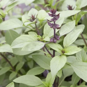 Organic Thai Basil 'Siam Queen' Live Starter Plant - Herb - 6-8 inch, 2.5x3.5 inch Pot - Image 1