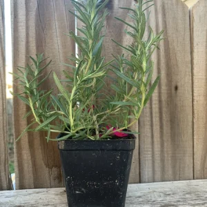 Organic Upright Rosemary Live Plant – 3 Inch Pot, Fully Rooted, Indoor/Outdoor - Image 2