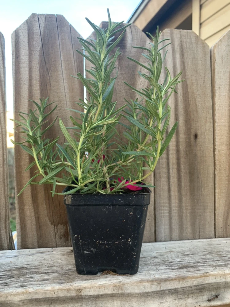 Organic Upright Rosemary Live Plant – 3 Inch Pot, Fully Rooted, Indoor/Outdoor - Image 2