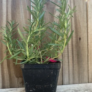 Organic Upright Rosemary Live Plant – 3 Inch Pot, Fully Rooted, Indoor/Outdoor - Image 3