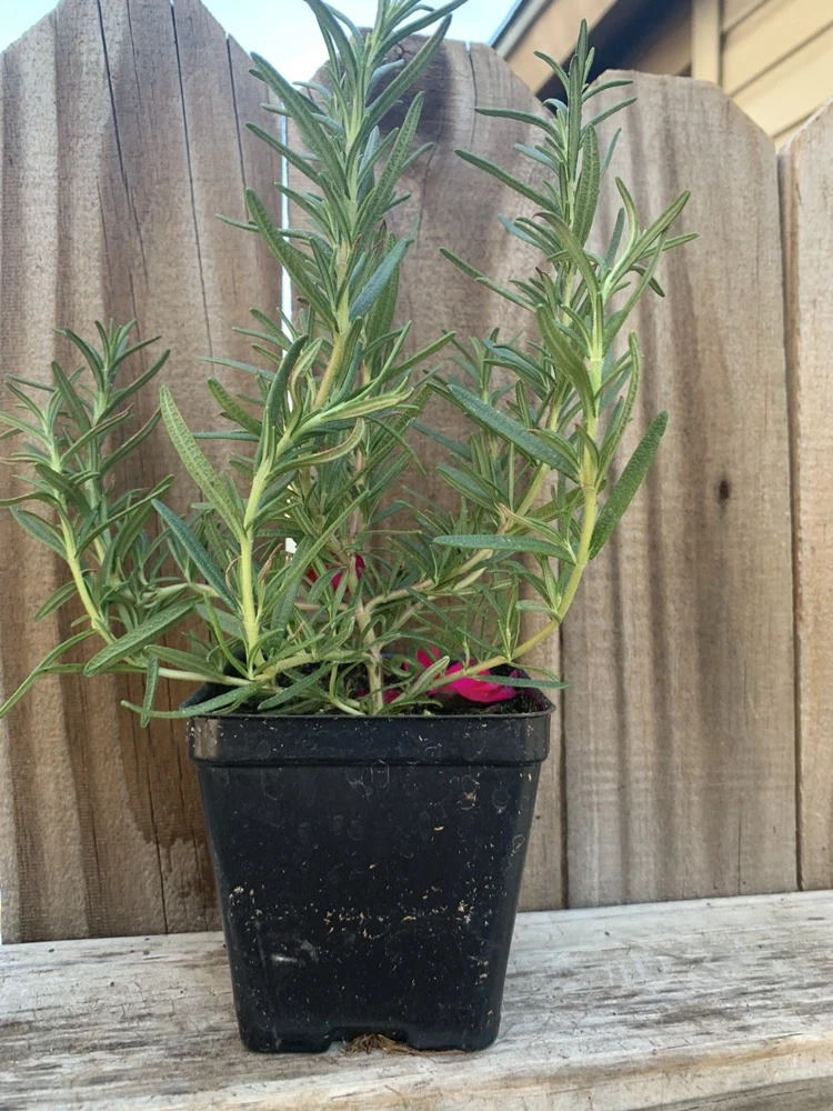 Organic Upright Rosemary Live Plant – 3 Inch Pot, Fully Rooted, Indoor/Outdoor - Image 3
