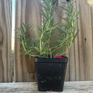 Organic Upright Rosemary Live Plant – 3 Inch Pot, Fully Rooted, Indoor/Outdoor - Image 4