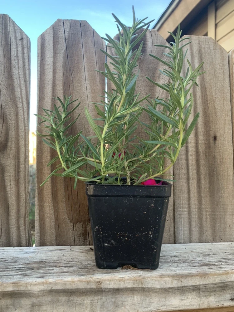 Organic Upright Rosemary Live Plant – 3 Inch Pot, Fully Rooted, Indoor/Outdoor - Image 4