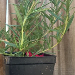 Organic Upright Rosemary Live Plant – 3 Inch Pot, Fully Rooted, Indoor/Outdoor - Image 5