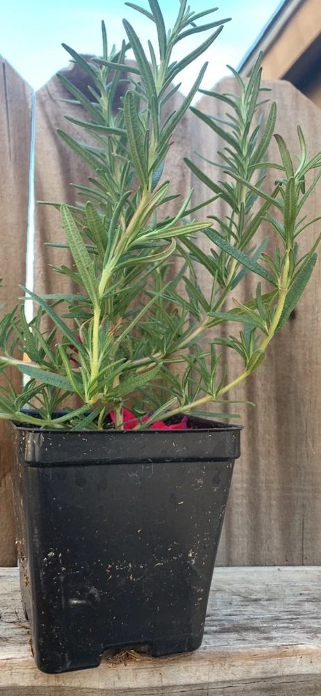 Organic Upright Rosemary Live Plant – 3 Inch Pot, Fully Rooted, Indoor/Outdoor - Image 5