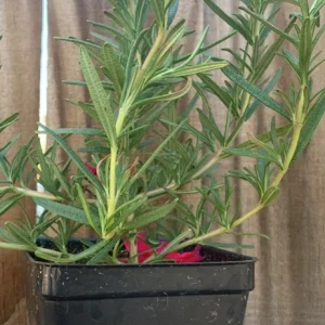 Organic Upright Rosemary Live Plant – 3 Inch Pot, Fully Rooted, Indoor/Outdoor - Image 6