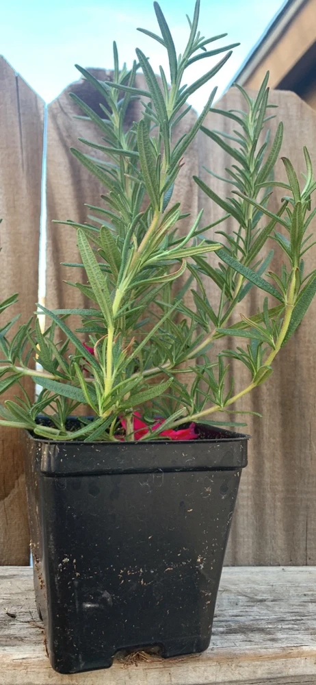 Organic Upright Rosemary Live Plant – 3 Inch Pot, Fully Rooted, Indoor/Outdoor - Image 6