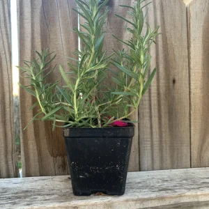Organic Upright Rosemary Live Plant – 3 Inch Pot, Fully Rooted, Indoor/Outdoor - Image 1