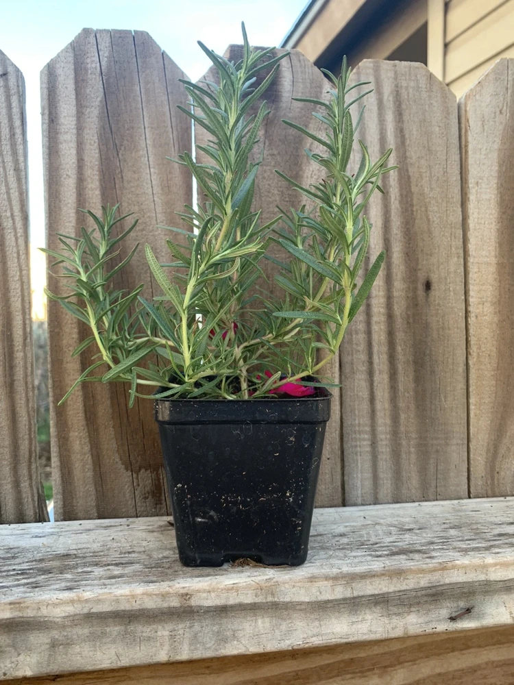 Organic Upright Rosemary Live Plant – 3 Inch Pot, Fully Rooted, Indoor/Outdoor - Image 1